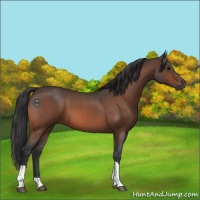 Horse Color:Bay Roan Tobiano 