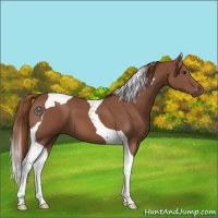 Horse Color:Chestnut Tobiano 