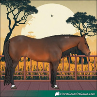 Horse Color:Brown 