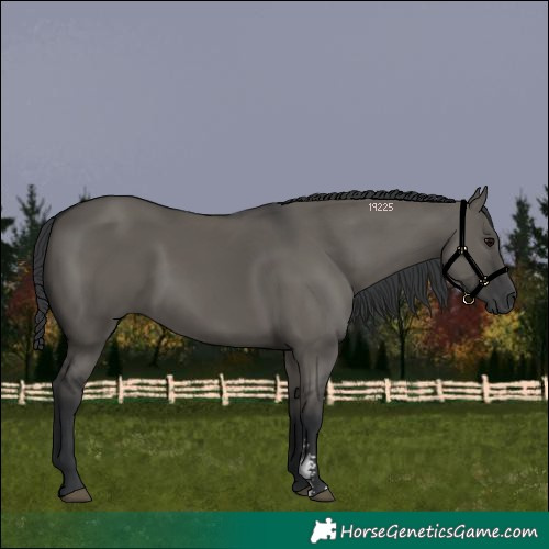 Horse Color:Grullo Sabino Rabicano