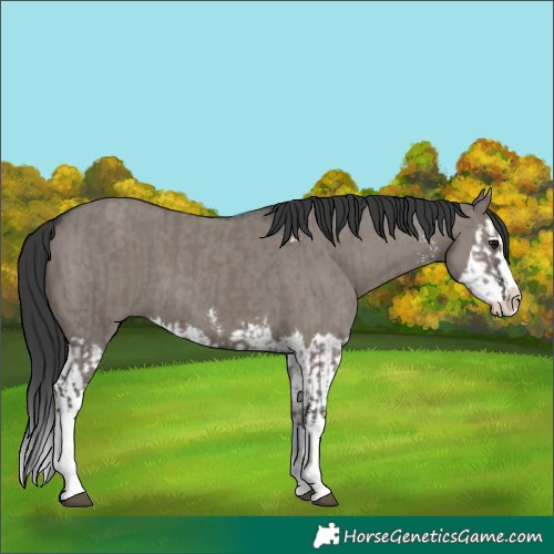 Horse Color:Grullo Sabino Splash  and Grullo Sabino Splash 