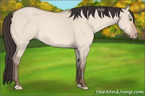 Horse Color:Amber Champagne Dun 