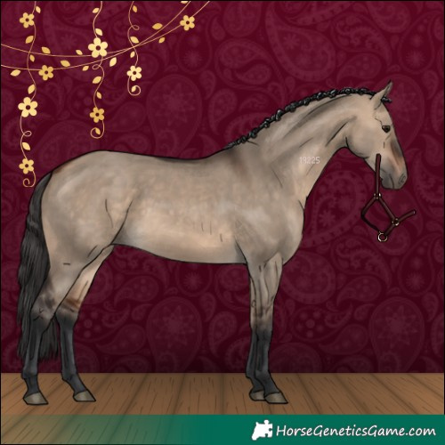 Horse Color:Bay Dun