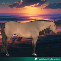 Horse Color:Bay Dun 