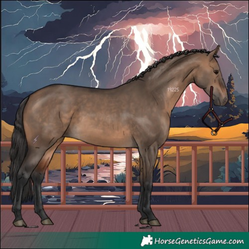 Horse Color:Brown Dun 