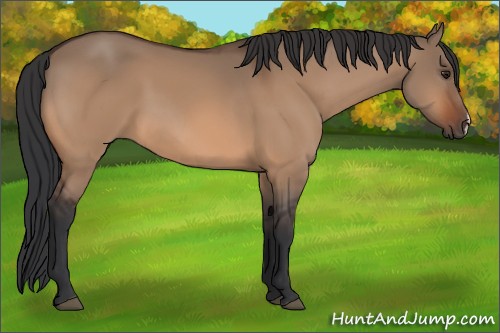 Horse Color:Brown Dun