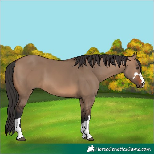Horse Color:Brown Dun
