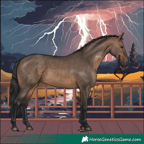 Horse Color:Brown Dun 