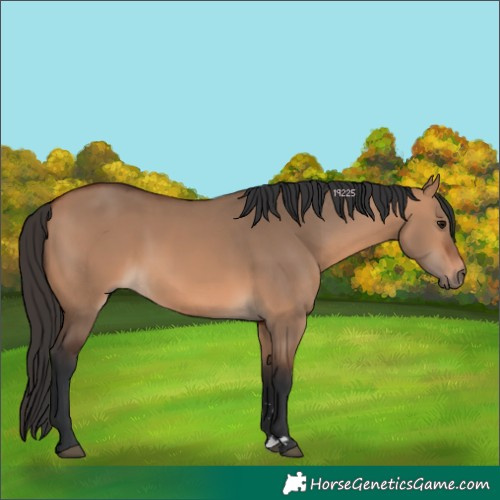 Horse Color:Bay Dun 