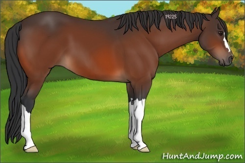 Horse Color:Brown 