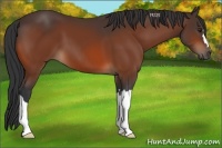 Horse Color:Brown 