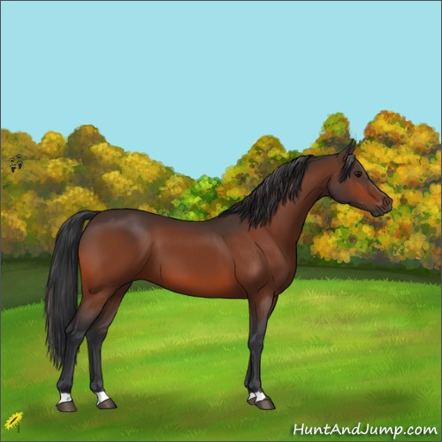 Horse Color:Bay 