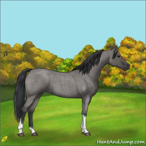 Horse Color:Grullo Roan Tobiano