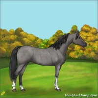 Horse Color:Grullo Roan Tobiano 