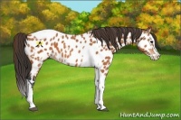Horse Color:Bay Splash Tobiano Near Leopard  and Bay Splash Tobiano Near Leopard 