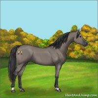 Horse Color:Grullo Sabino Rabicano 