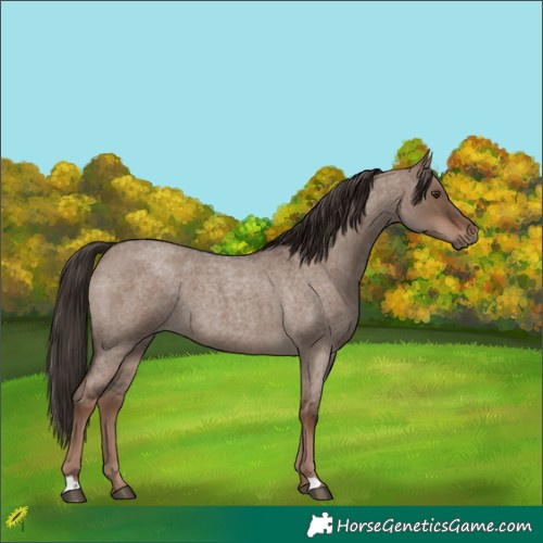 Horse Color:Liver Red Dun Roan