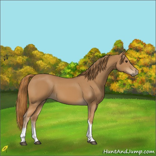 Horse Color:Chestnut Tobiano