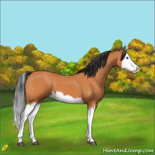 Horse Color:Bay Splash