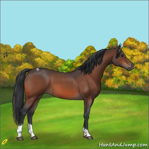 Horse Color:Brown Roan Tobiano 