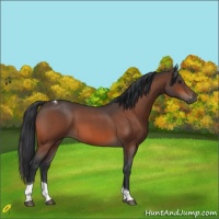 Horse Color:Brown Roan Tobiano 