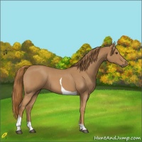 Horse Color:Red Roan Tobiano 