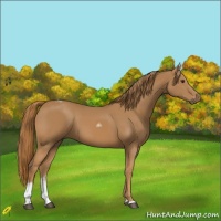 Horse Color:Chestnut Tobiano 