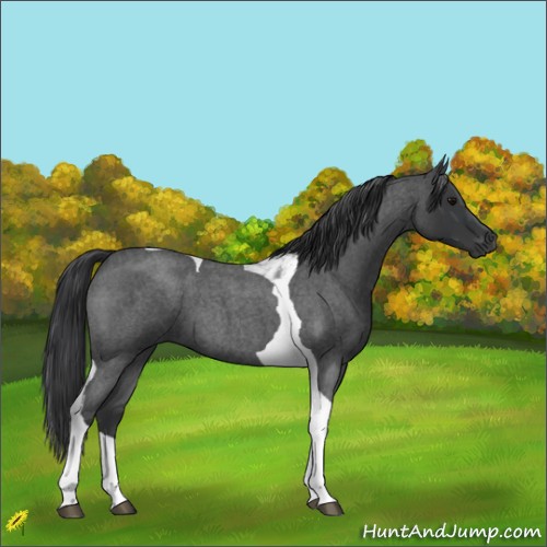 Horse Color:Blue Roan Tobiano 