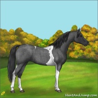 Horse Color:Blue Roan Tobiano 