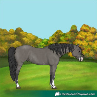 Horse Color:Grullo Sabino Rabicano 