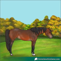 Horse Color:Bay 
