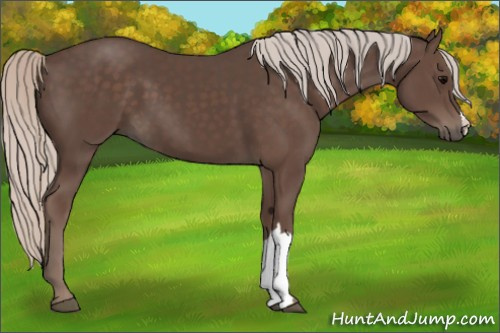Horse Color:Silver Black