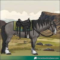 Horse Color:Grullo Sabino Rabicano