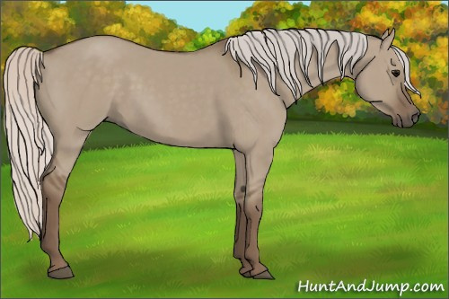 Horse Color:Silver Grullo 