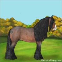 Horse Color:Bay Roan Splash 