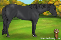 Horse Color:Black 