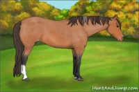 Horse Color:Bay Roan Tobiano Appaloosa