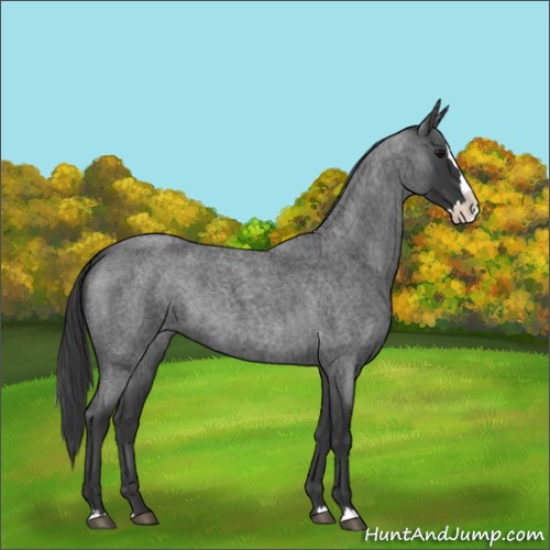 Horse Color:Blue Roan Splash 