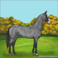 Horse Color:Blue Roan Splash 