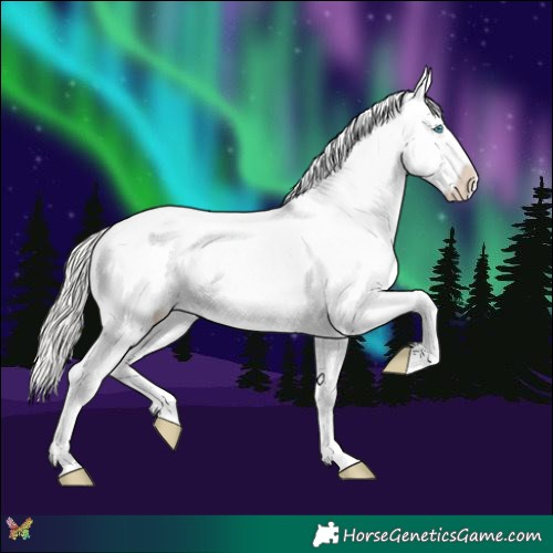 Horse Color:Cremello Appaloosa
