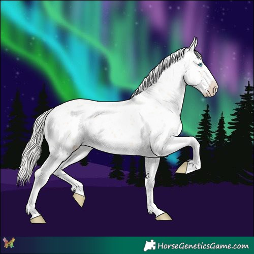 Horse Color:Cremello Appaloosa
