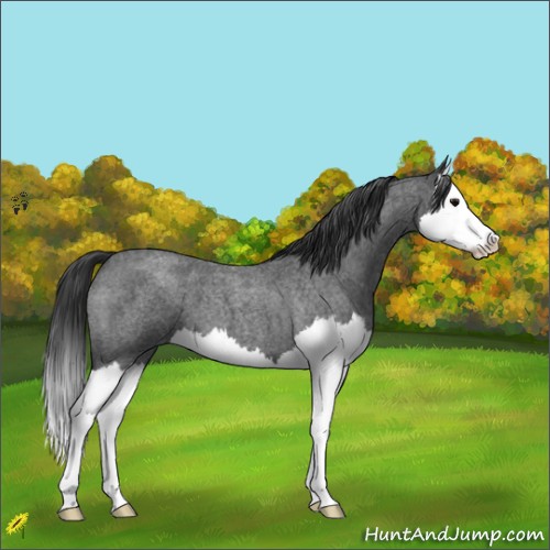 Horse Color:Blue Roan Splash 