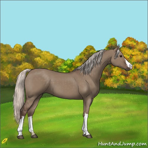 Horse Color:Silver Grullo 