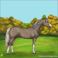 Horse Color:Silver Grullo 