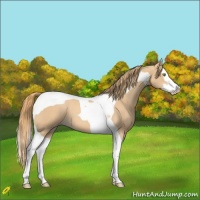 Horse Color:Gold Champagne Splash Tobiano 