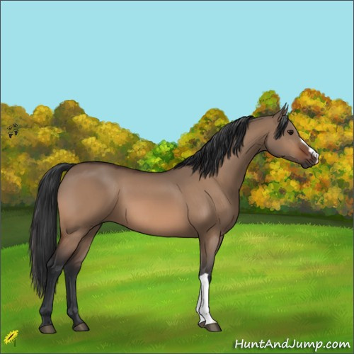 Horse Color:Bay Dun 
