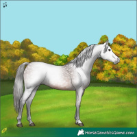 Horse Color:Gray Bay 