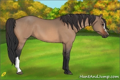 Horse Color:Bay Dun 