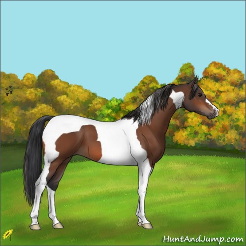 Horse Color:Bay Tobiano 