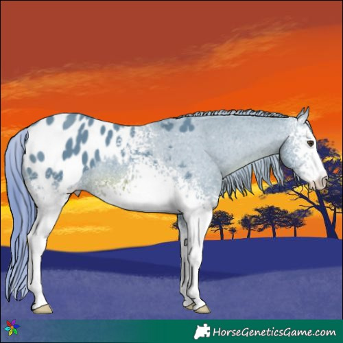 Horse Color:Watercolor White Spotted Chestnut Appaloosa 